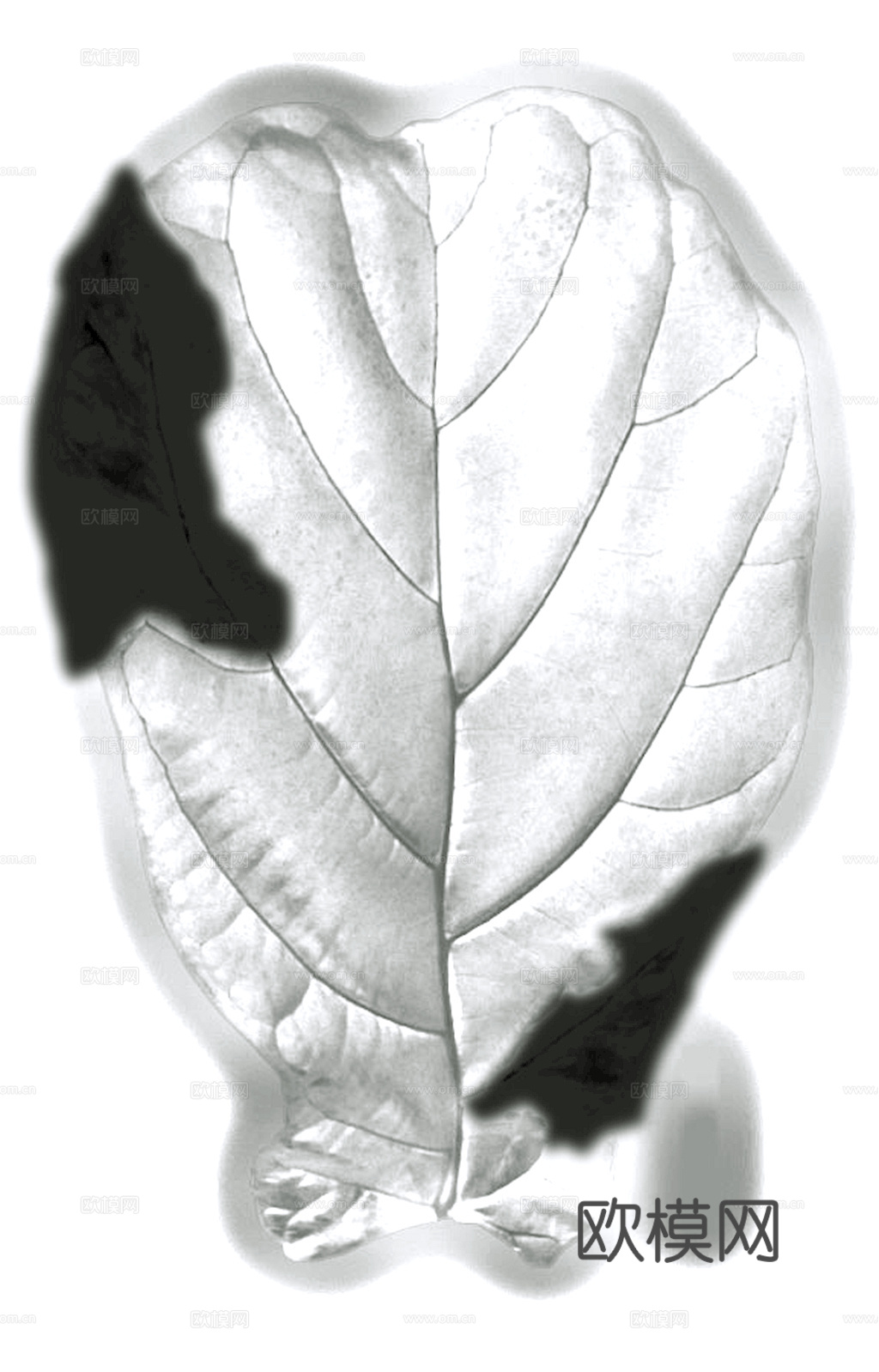 植物树叶 叶子  叶片纹理 绿叶 黄叶 红叶 绿植下载