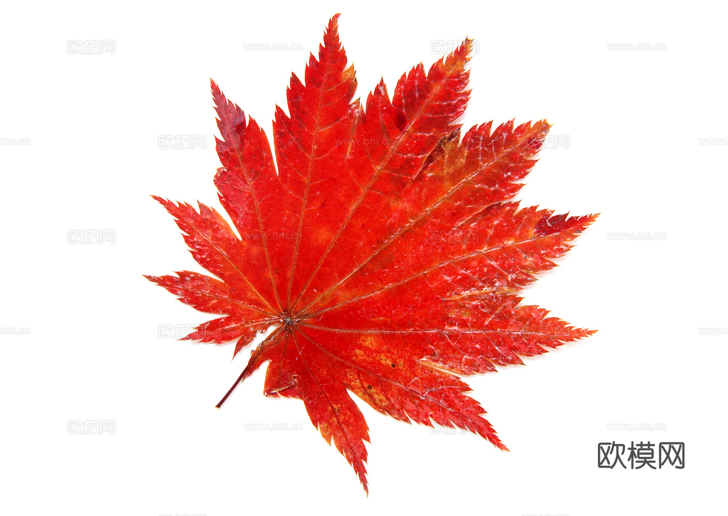 植物树叶 叶子  叶片纹理 绿叶 黄叶 红叶 绿植下载