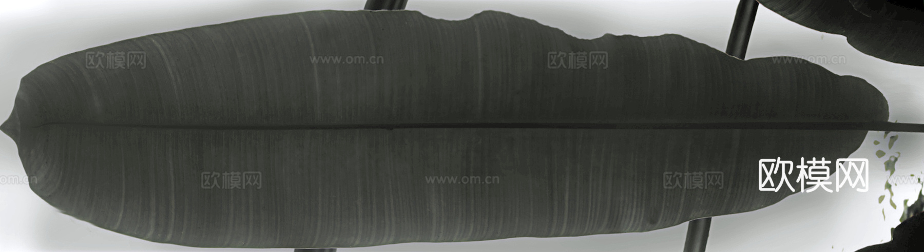 植物树叶 叶子  叶片纹理 绿叶 黄叶 红叶 绿植下载