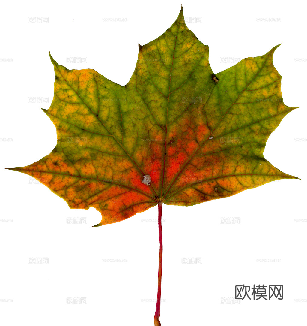 植物树叶 叶子  叶片纹理 绿叶 黄叶 红叶 绿植下载