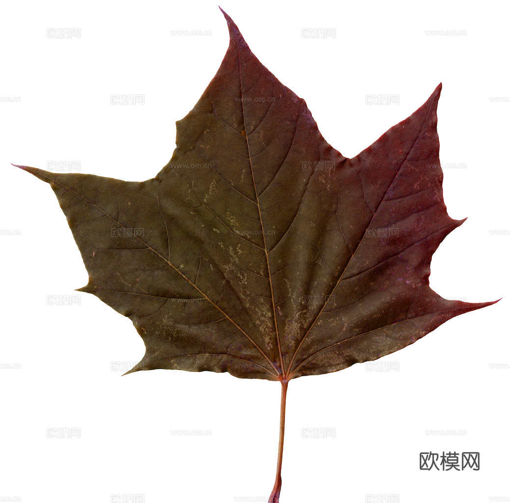 植物树叶 叶子  叶片纹理 绿叶 黄叶 红叶 绿植下载