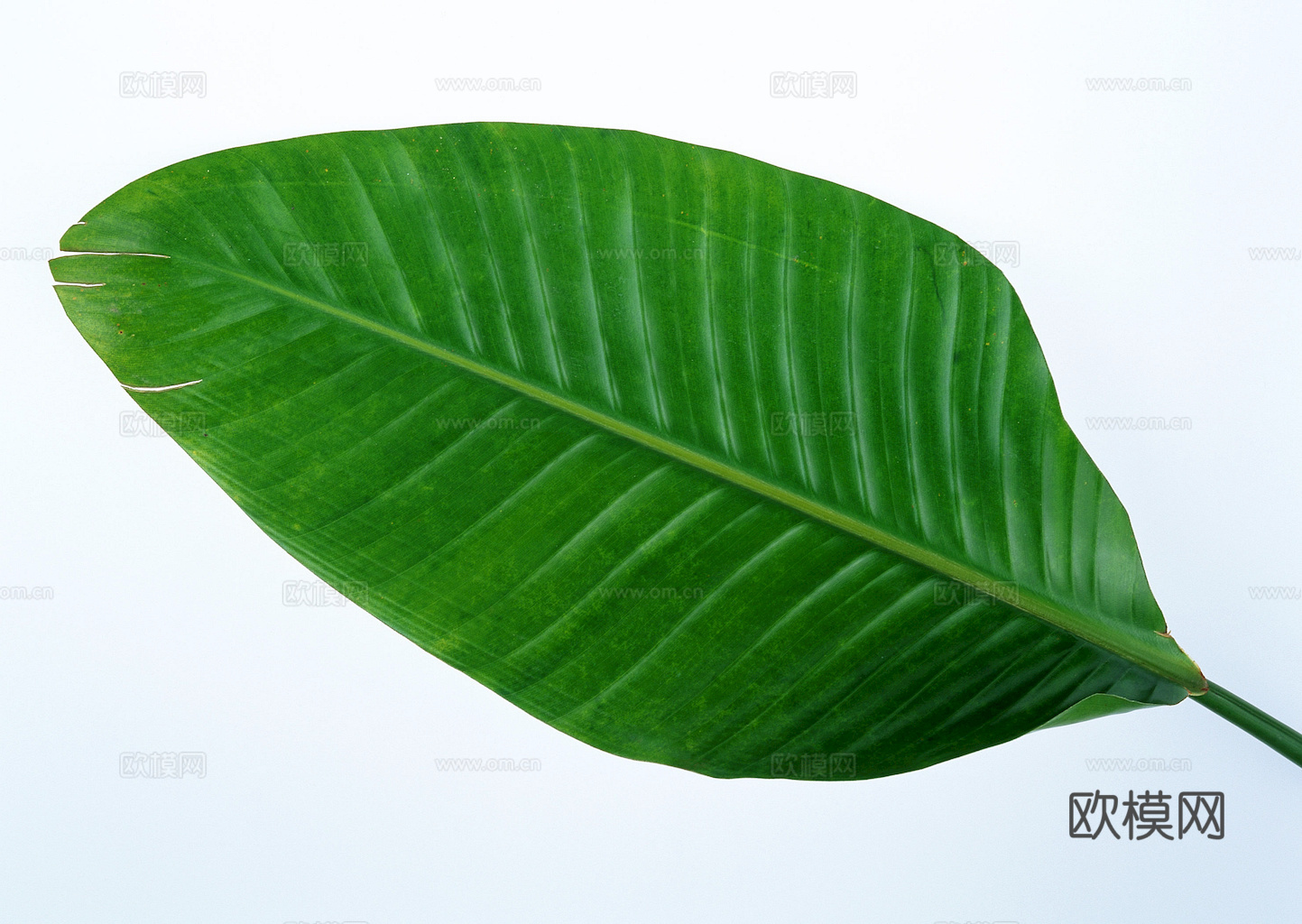 植物树叶 叶子  叶片纹理 绿叶 黄叶 红叶 绿植下载