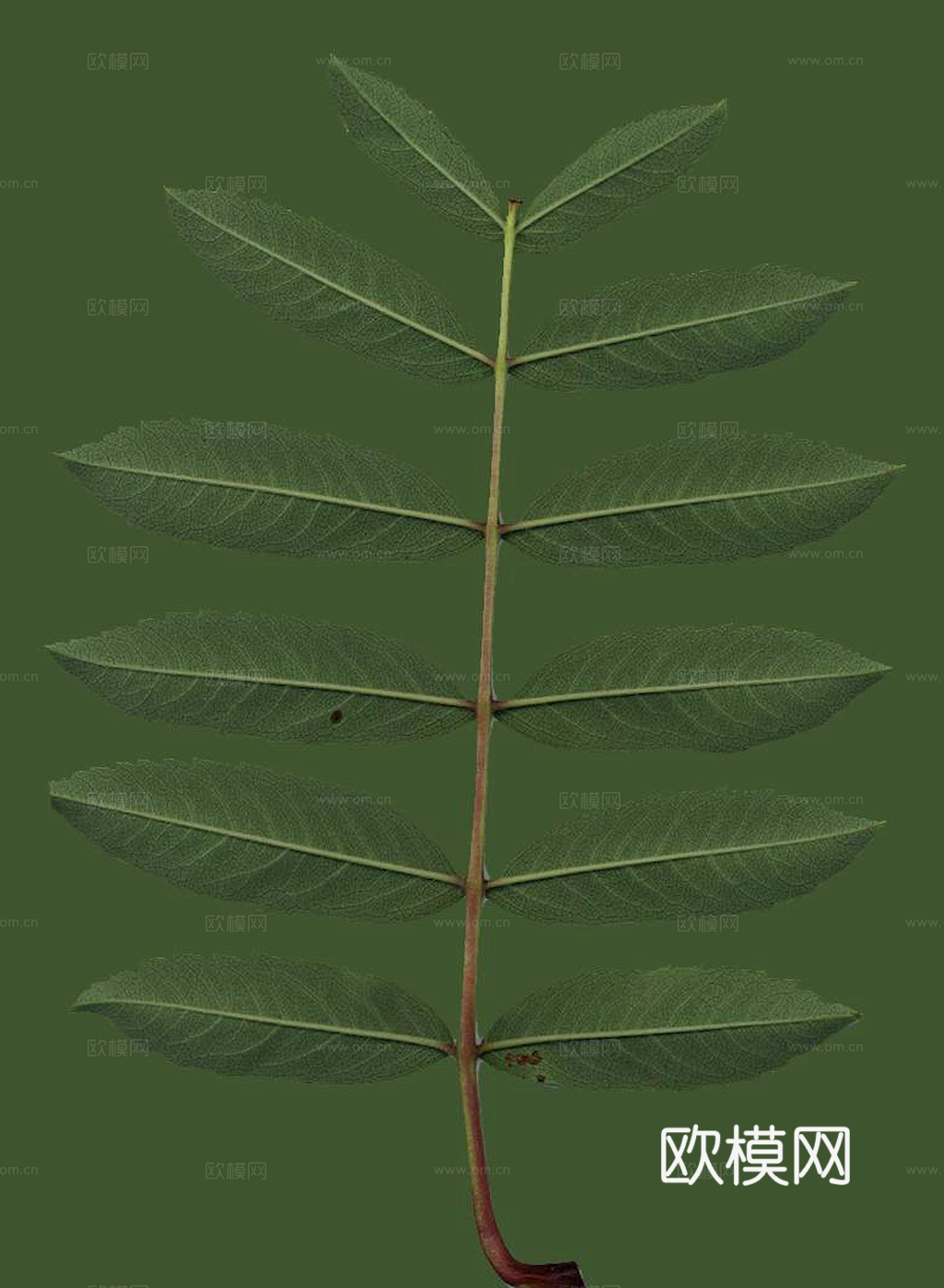 植物树叶 叶子  叶片纹理 绿叶 黄叶 红叶 绿植下载