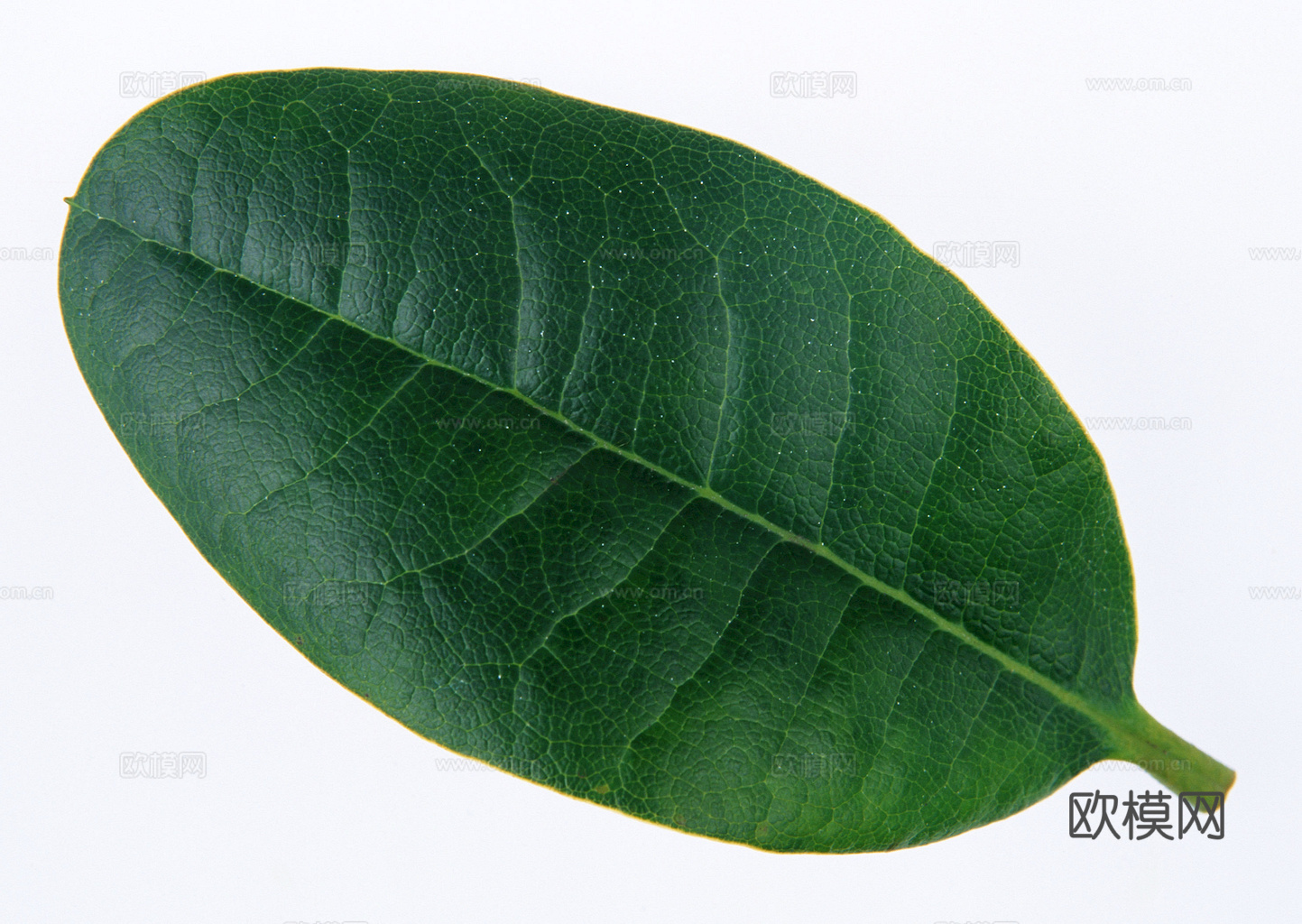 植物树叶 叶子  叶片纹理 绿叶 黄叶 红叶 绿植下载