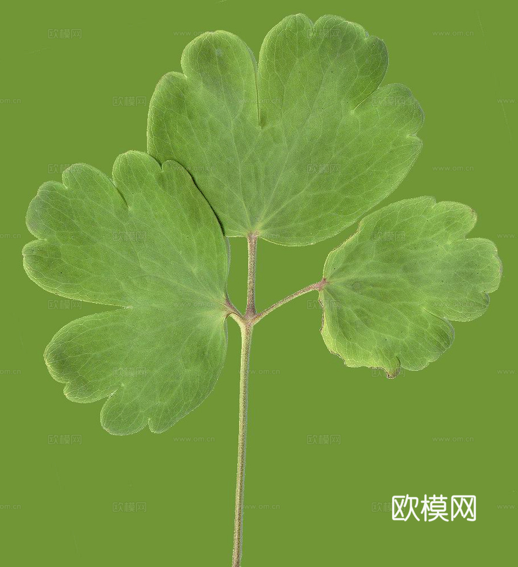 植物树叶 叶子  叶片纹理 绿叶 黄叶 红叶 绿植下载