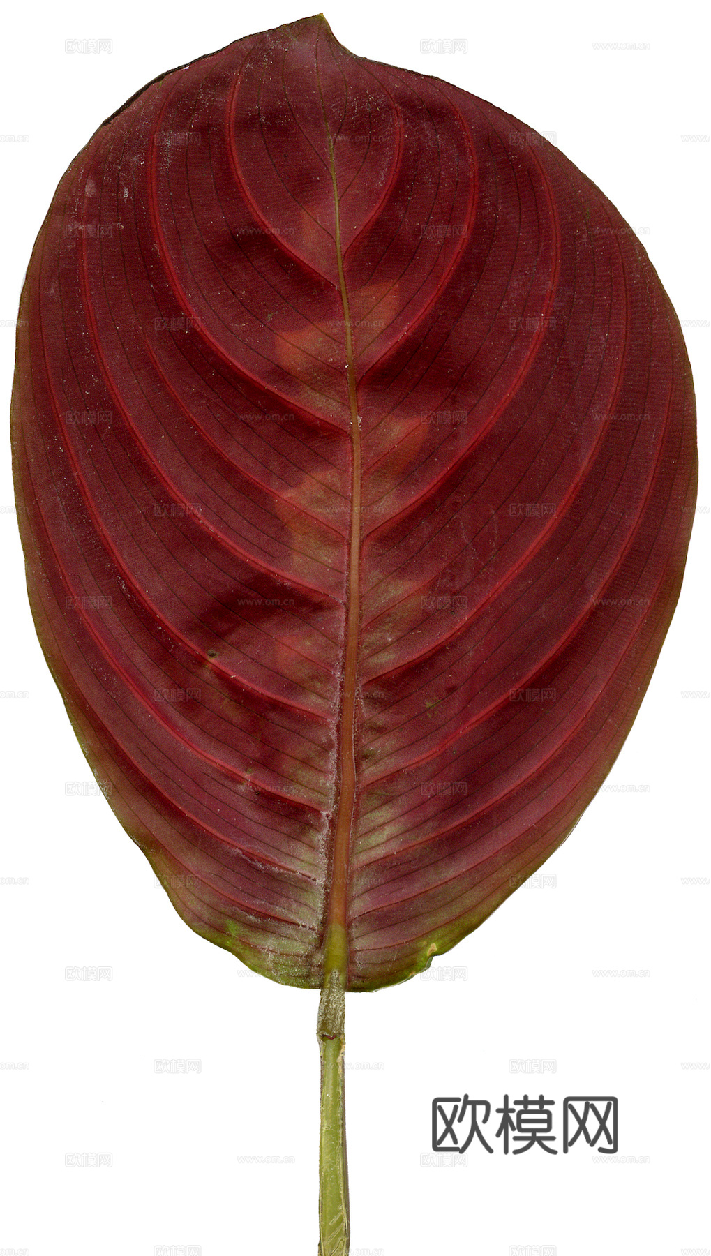 植物树叶 叶子  叶片纹理 绿叶 黄叶 红叶 绿植下载