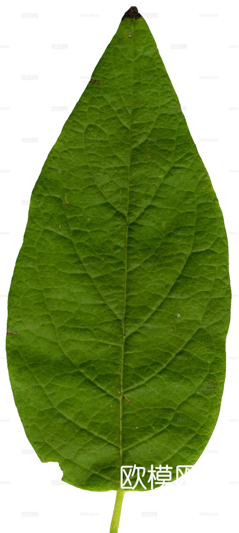 植物树叶 叶子  叶片纹理 绿叶 黄叶 红叶 绿植下载