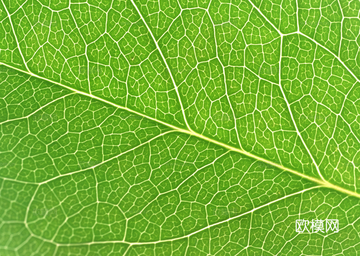 植物树叶 叶子  叶片纹理 绿叶 黄叶 红叶 绿植下载