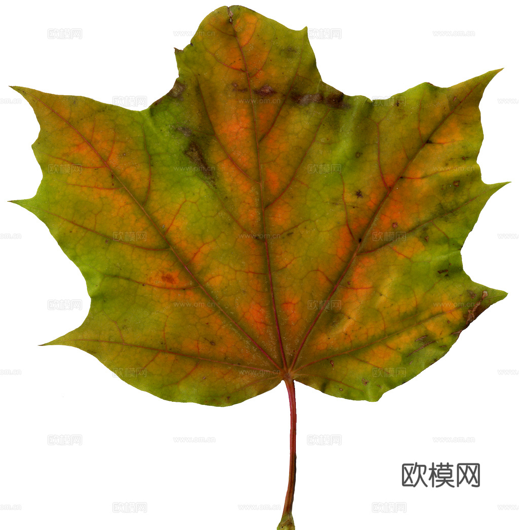 植物树叶 叶子  叶片纹理 绿叶 黄叶 红叶 绿植下载