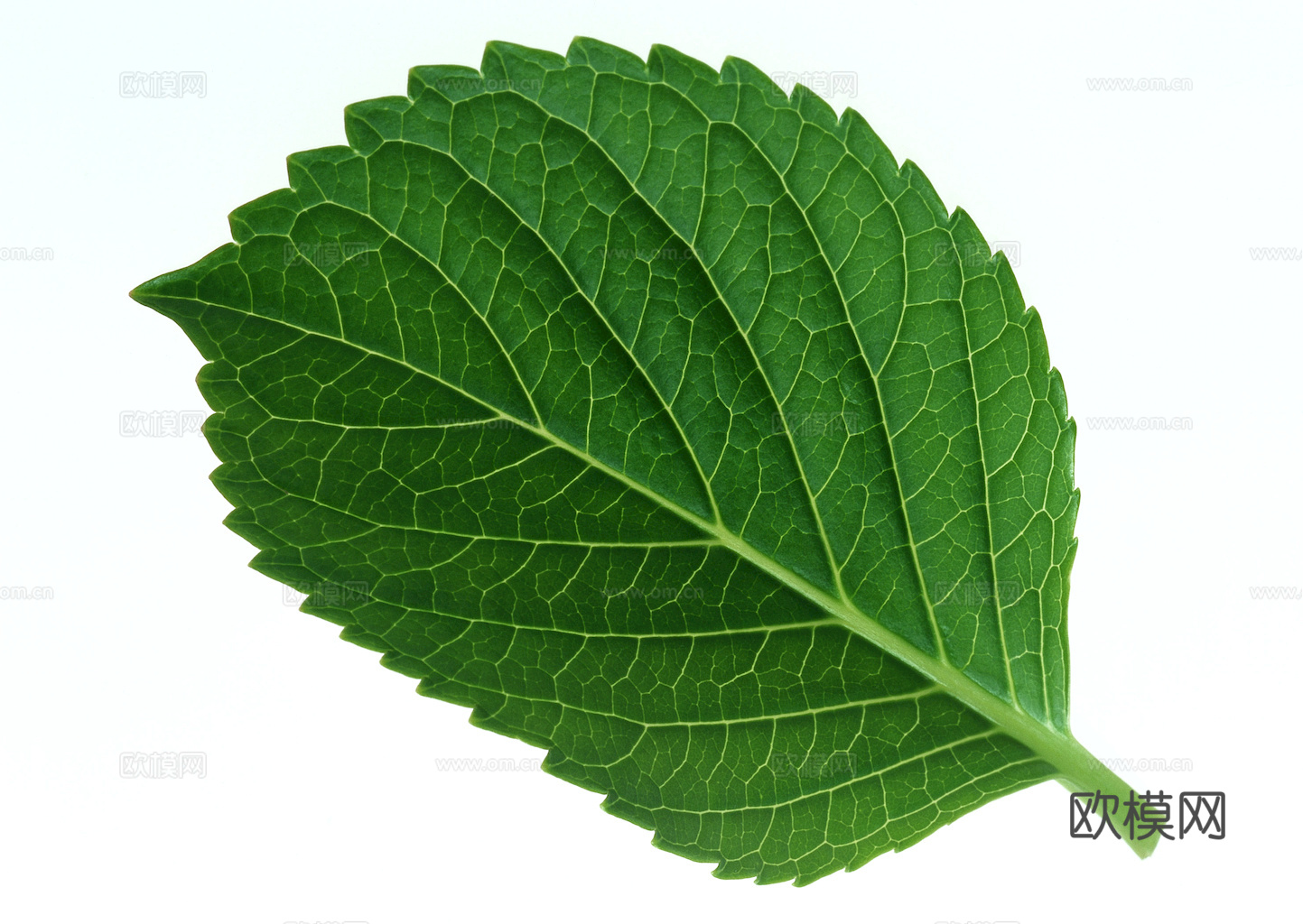 植物树叶 叶子  叶片纹理 绿叶 黄叶 红叶 绿植下载