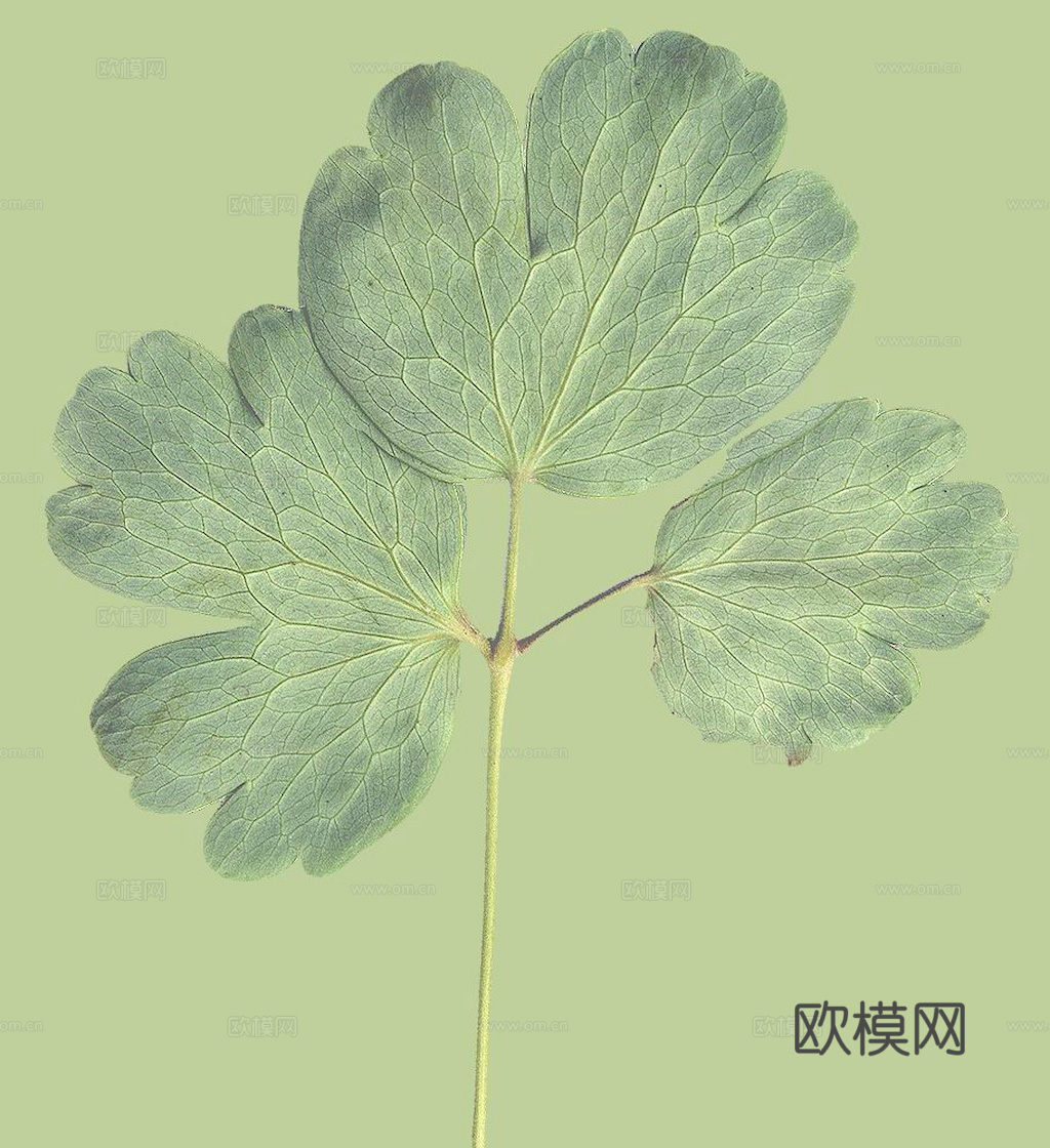 植物树叶 叶子  叶片纹理 绿叶 黄叶 红叶 绿植下载