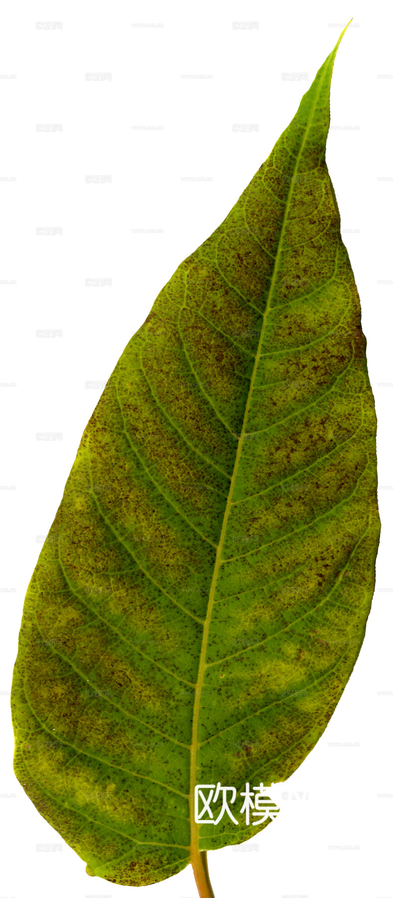 植物树叶 叶子  叶片纹理 绿叶 黄叶 红叶 绿植下载