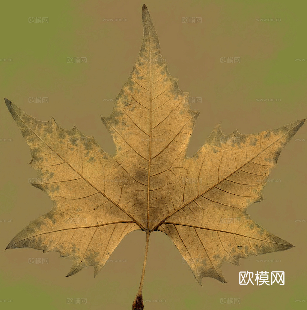 植物树叶 叶子  叶片纹理 绿叶 黄叶 红叶 绿植下载