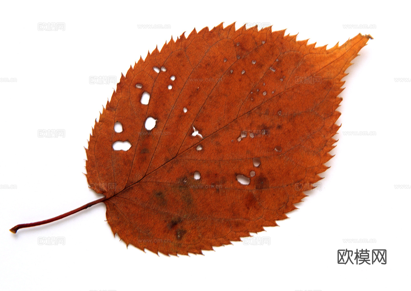 植物树叶 叶子  叶片纹理 绿叶 黄叶 红叶 绿植下载