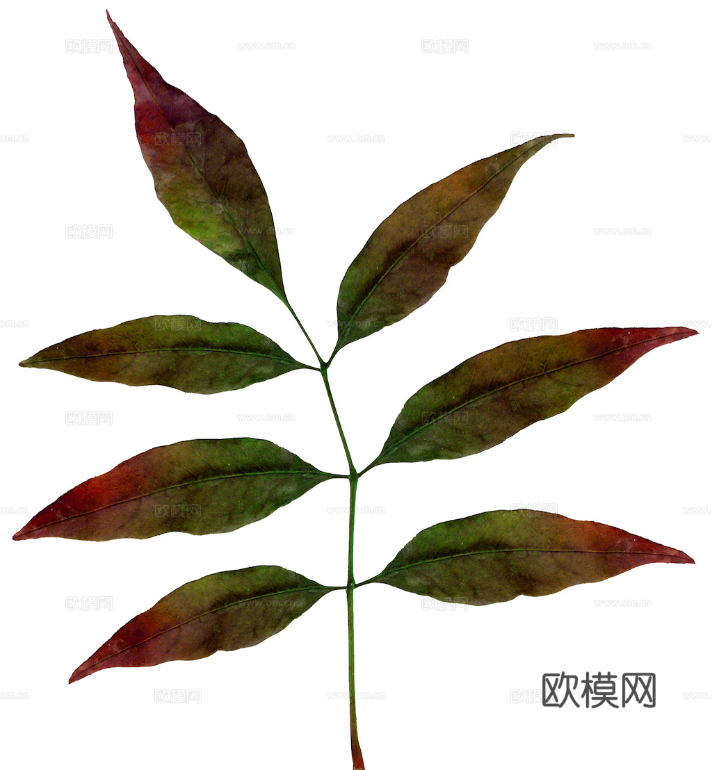 植物树叶 叶子  叶片纹理 绿叶 黄叶 红叶 绿植下载