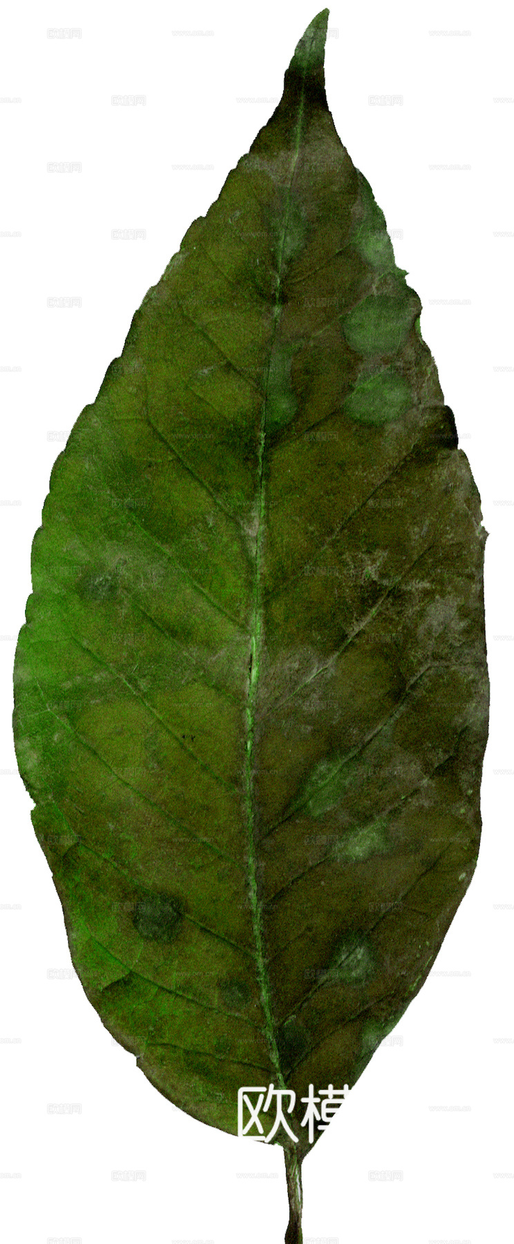 植物树叶 叶子  叶片纹理 绿叶 黄叶 红叶 绿植下载