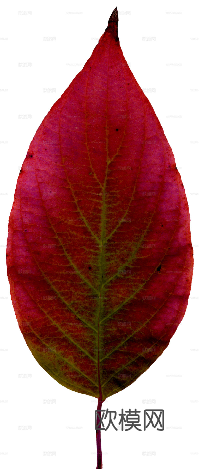 植物树叶 叶子  叶片纹理 绿叶 黄叶 红叶 绿植下载