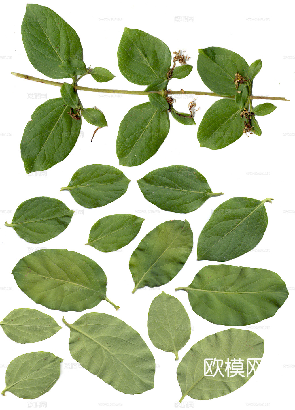 植物树叶 叶子  叶片纹理 绿叶 黄叶 红叶 绿植下载