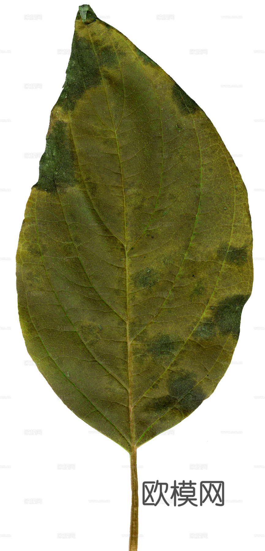 植物树叶 叶子  叶片纹理 绿叶 黄叶 红叶 绿植下载