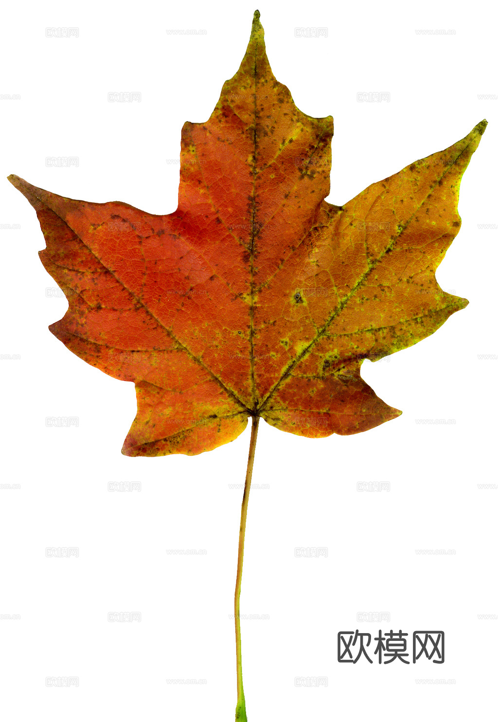 植物树叶 叶子  叶片纹理 绿叶 黄叶 红叶 绿植下载