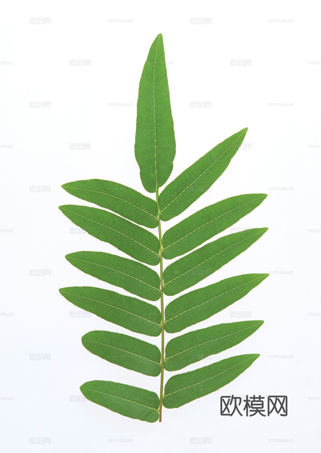 植物树叶 叶子  叶片纹理 绿叶 黄叶 红叶 绿植下载