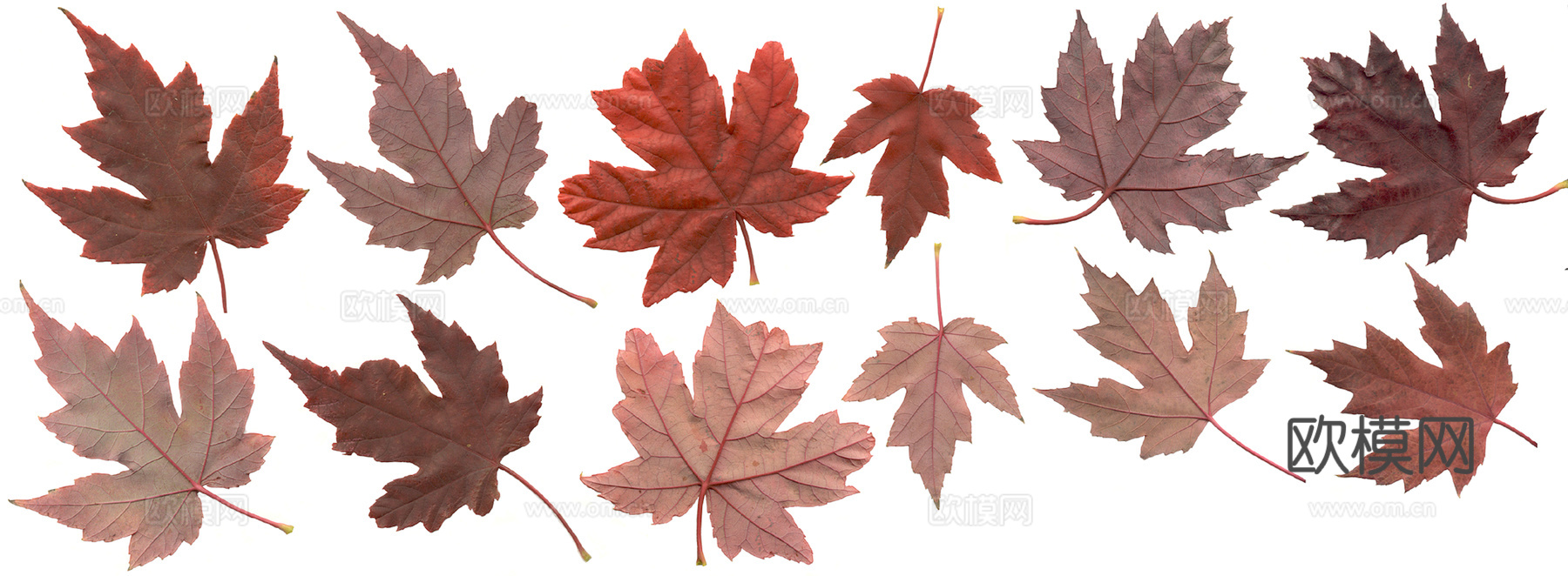 植物树叶 叶子  叶片纹理 绿叶 黄叶 红叶 绿植下载