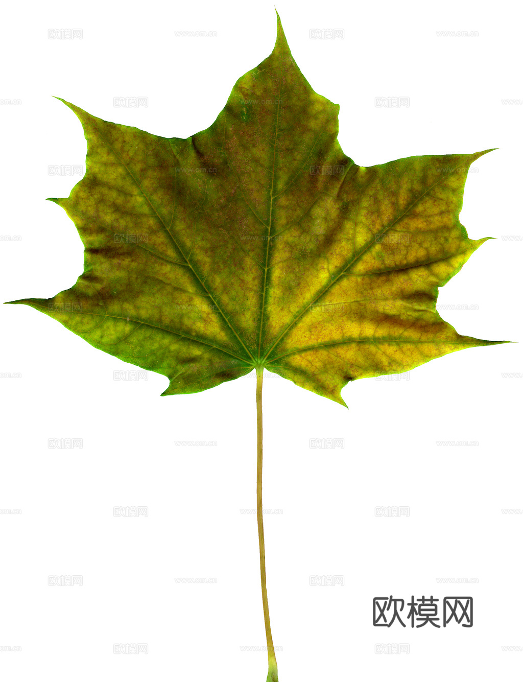 植物树叶 叶子  叶片纹理 绿叶 黄叶 红叶 绿植下载