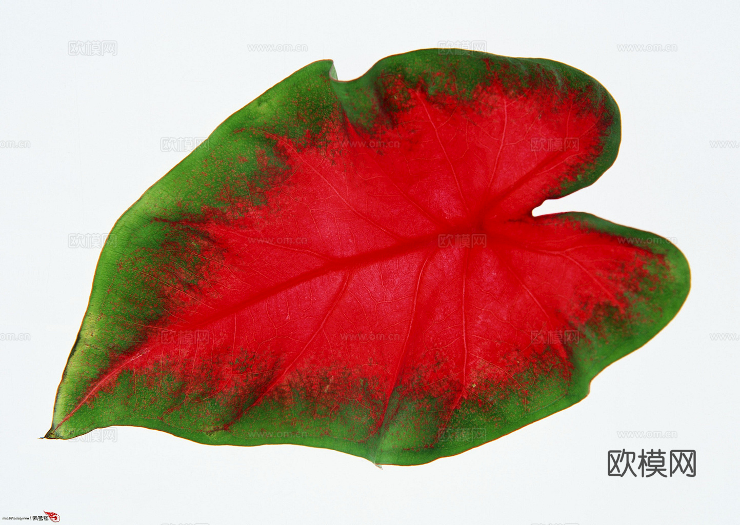 植物树叶 叶子  叶片纹理 绿叶 黄叶 红叶 绿植下载