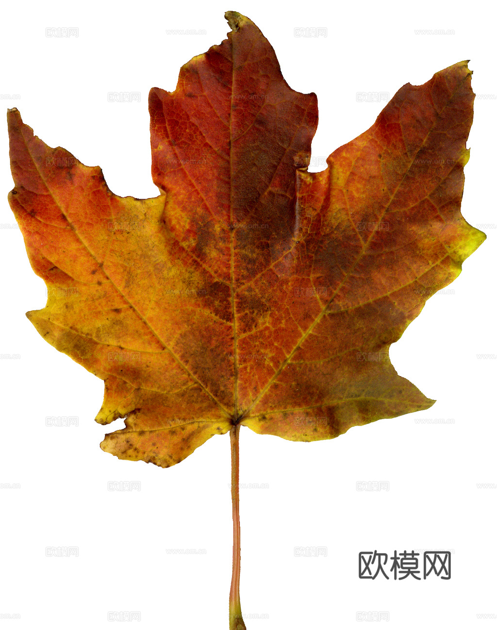 植物树叶 叶子  叶片纹理 绿叶 黄叶 红叶 绿植下载