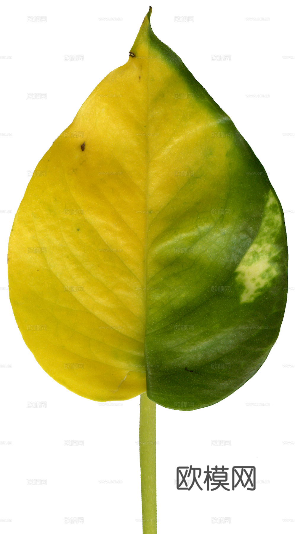 植物树叶 叶子  叶片纹理 绿叶 黄叶 红叶 绿植下载