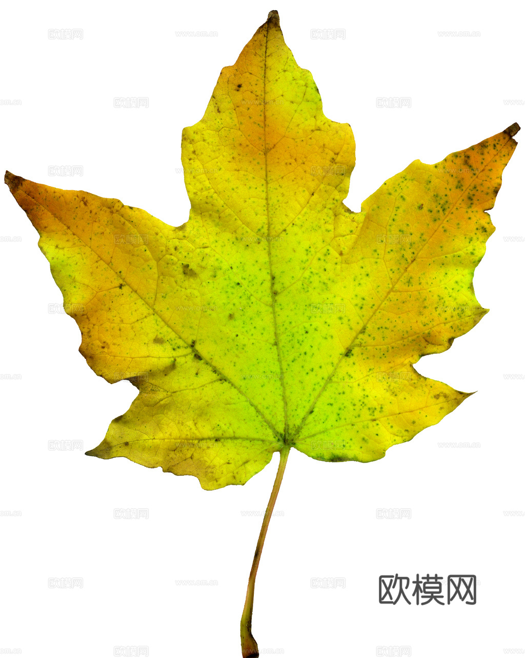 植物树叶 叶子  叶片纹理 绿叶 黄叶 红叶 绿植下载