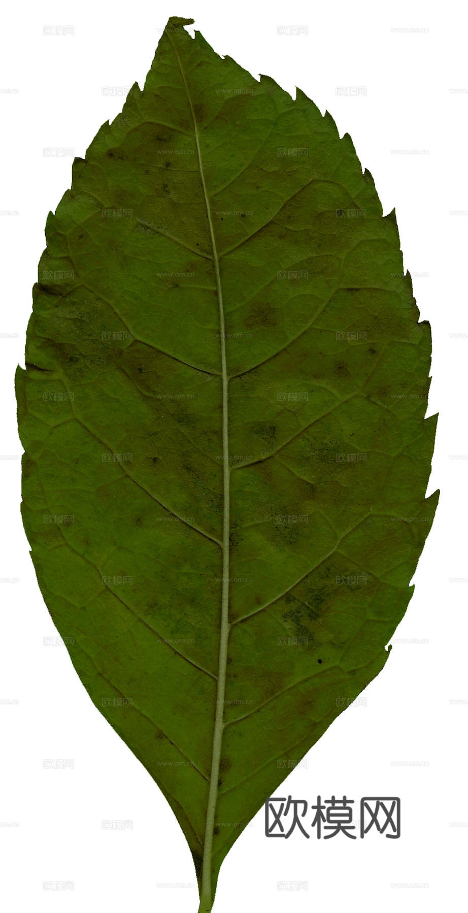 植物树叶 叶子  叶片纹理 绿叶 黄叶 红叶 绿植下载