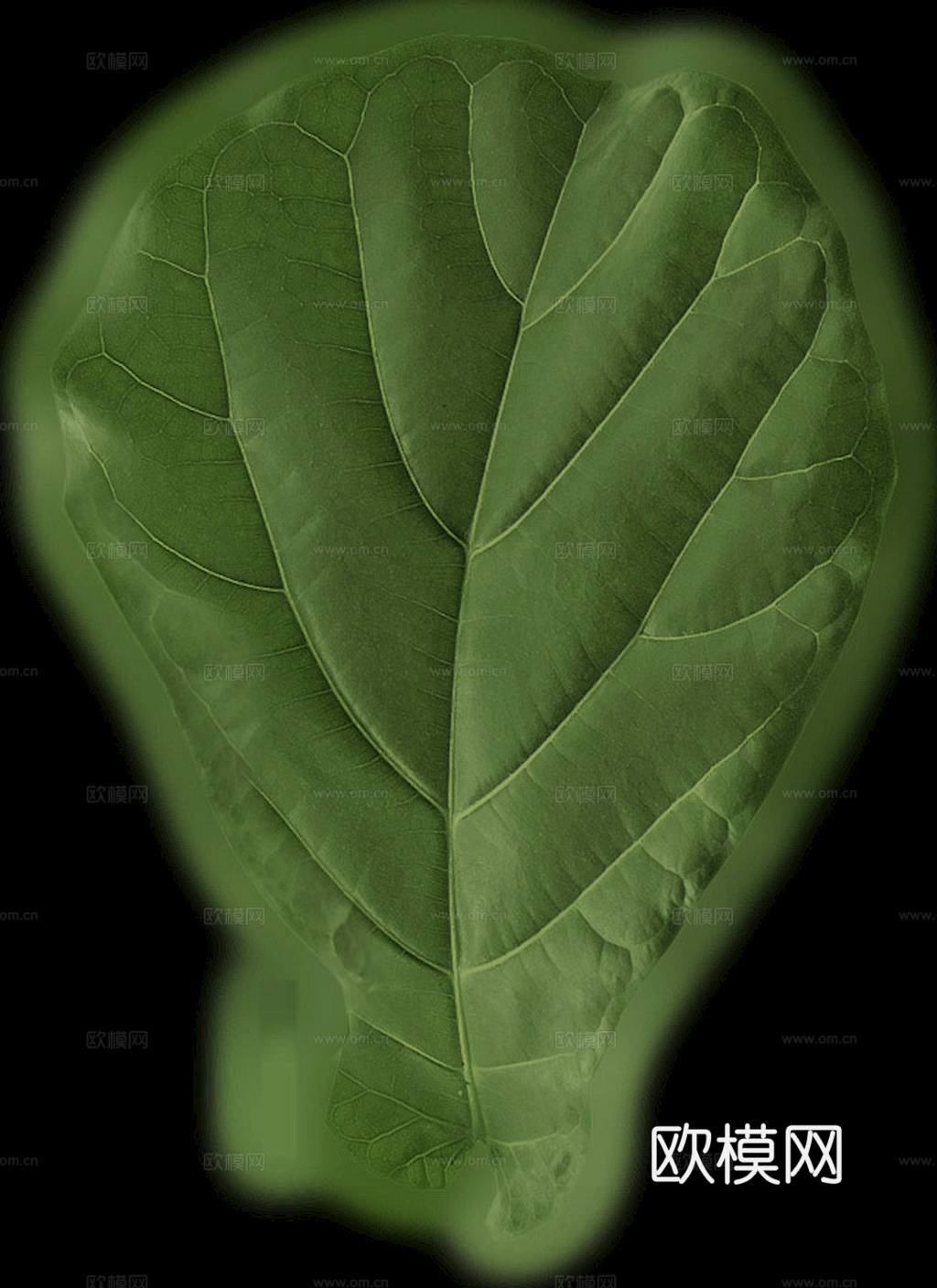 植物树叶 叶子  叶片纹理 绿叶 黄叶 红叶 绿植下载