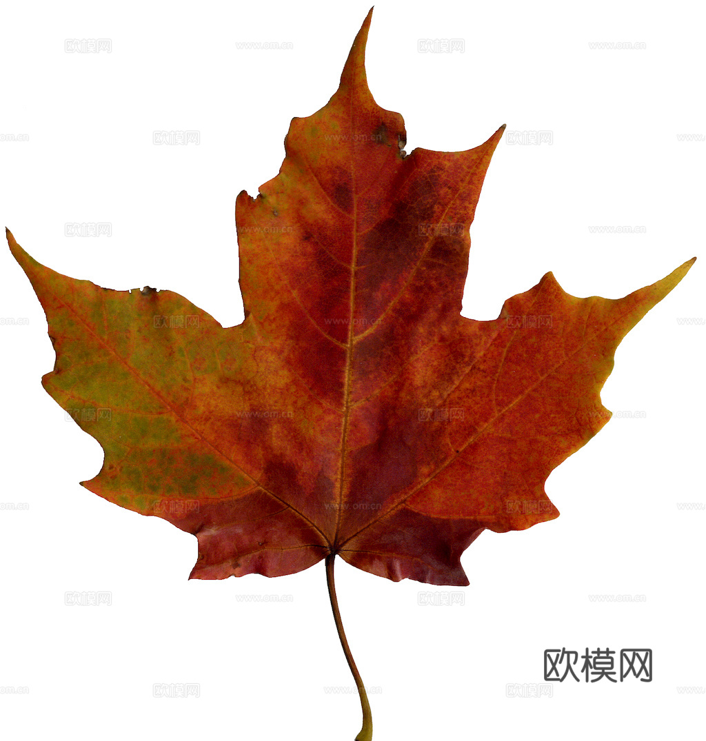 植物树叶 叶子  叶片纹理 绿叶 黄叶 红叶 绿植下载