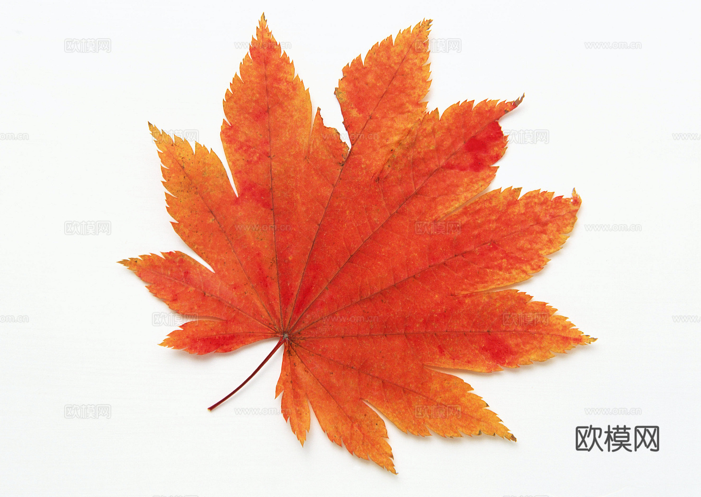 植物树叶 叶子  叶片纹理 绿叶 黄叶 红叶 绿植下载