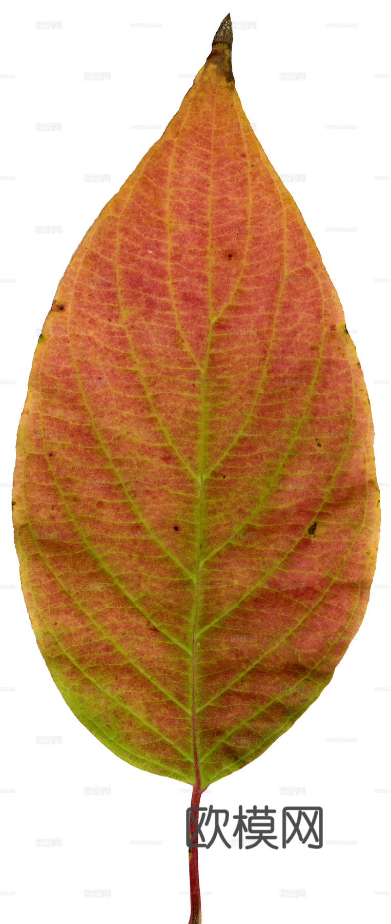 植物树叶 叶子  叶片纹理 绿叶 黄叶 红叶 绿植下载