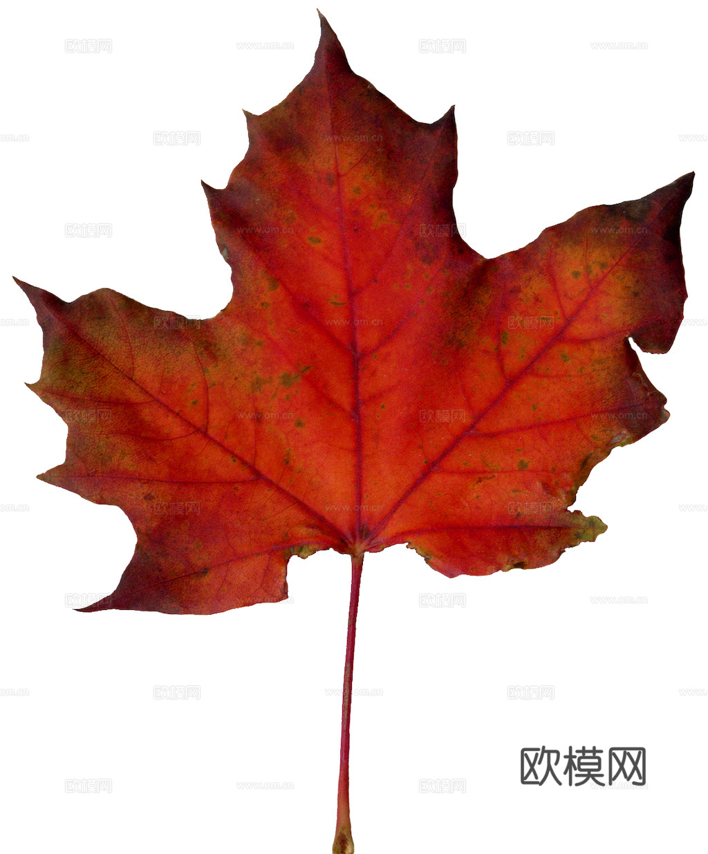 植物树叶 叶子  叶片纹理 绿叶 黄叶 红叶 绿植下载