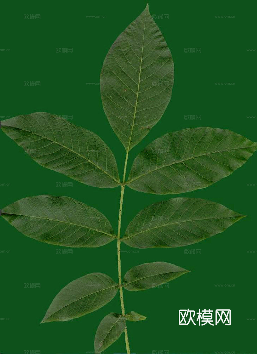 植物树叶 叶子  叶片纹理 绿叶 黄叶 红叶 绿植下载