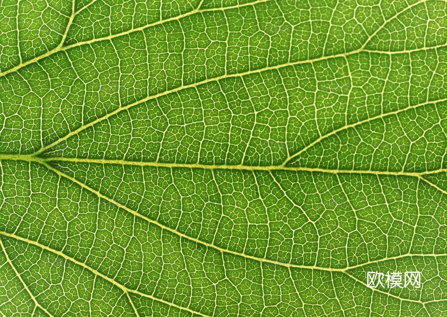 植物树叶 叶子  叶片纹理 绿叶 黄叶 红叶 绿植下载