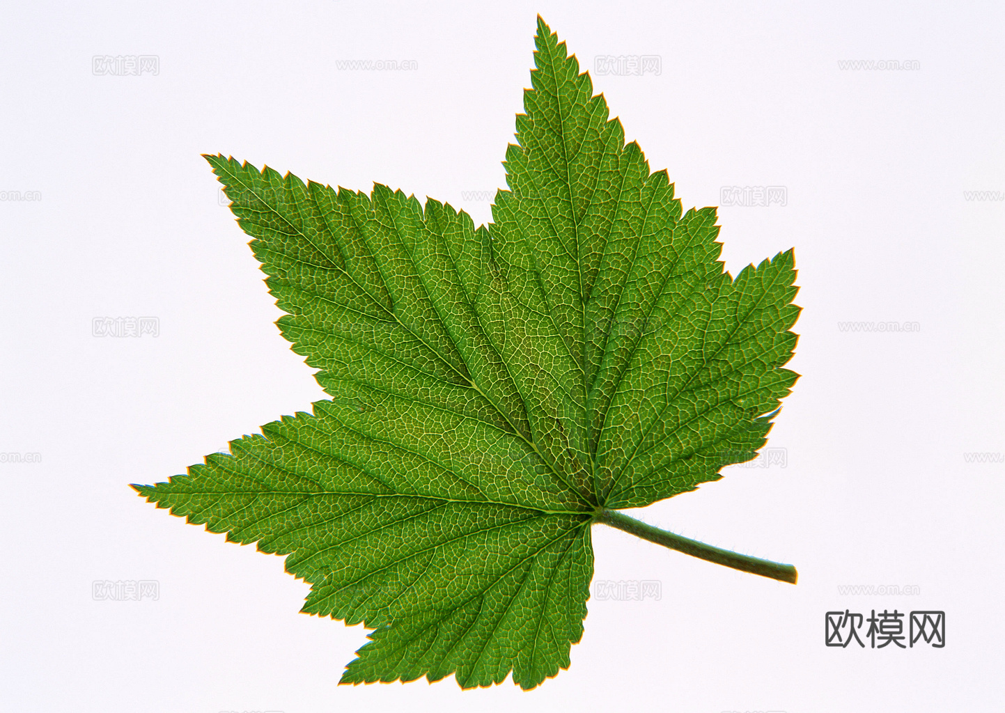 植物树叶 叶子  叶片纹理 绿叶 黄叶 红叶 绿植下载