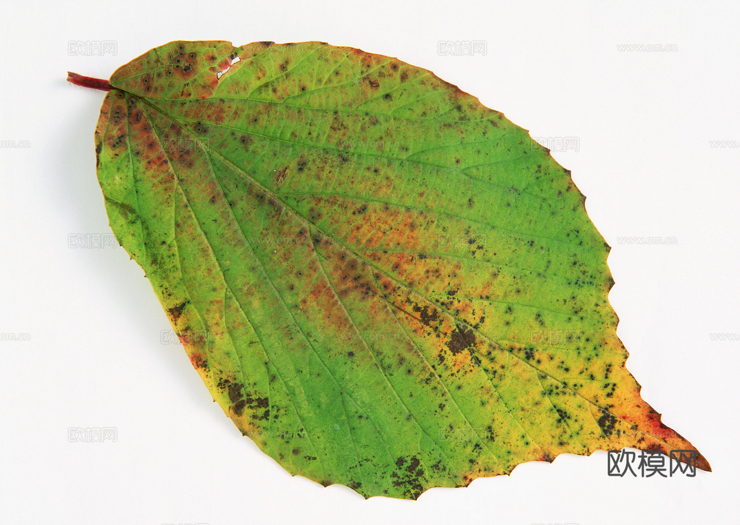 植物树叶 叶子  叶片纹理 绿叶 黄叶 红叶 绿植下载