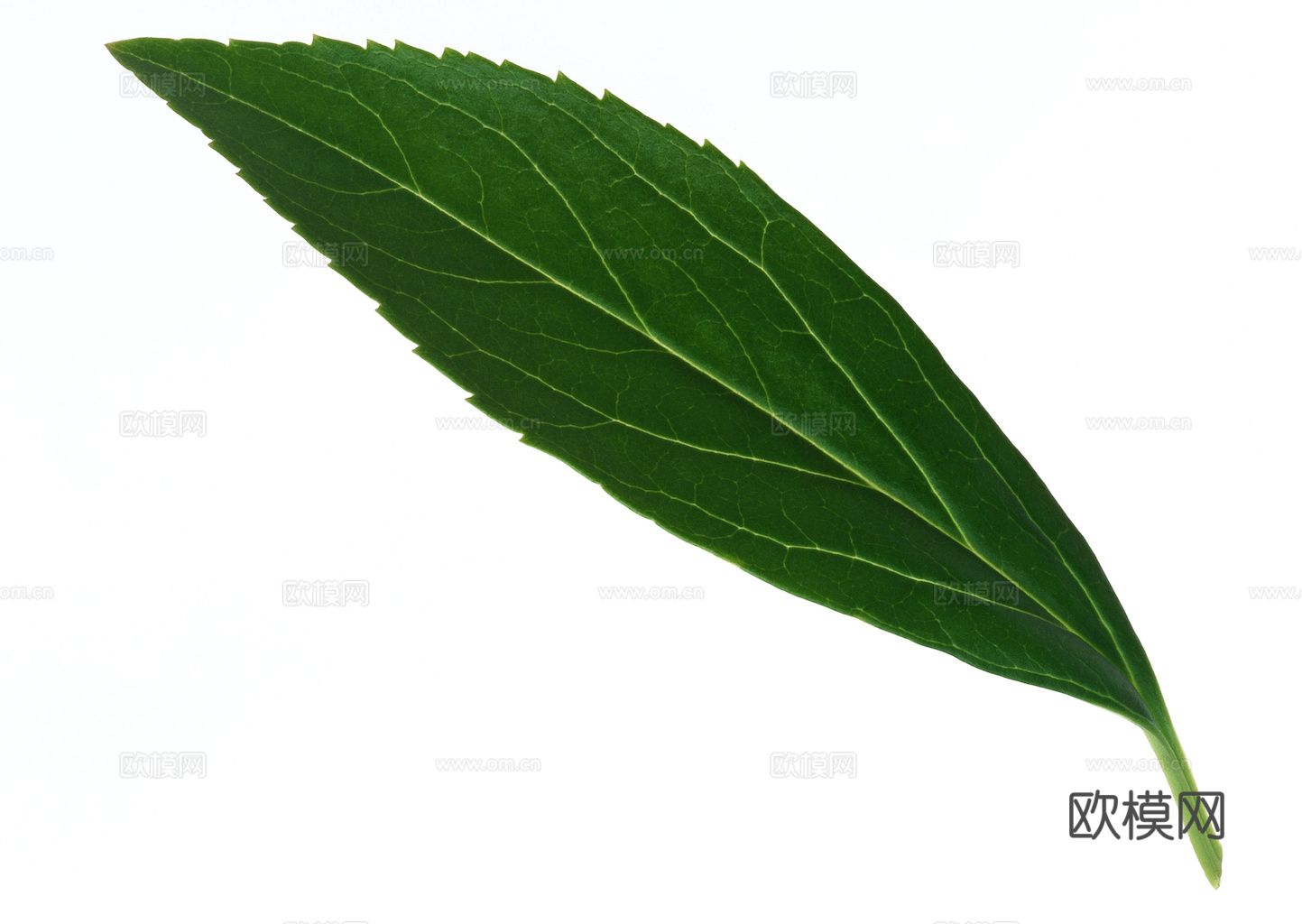 植物树叶 叶子  叶片纹理 绿叶 黄叶 红叶 绿植下载