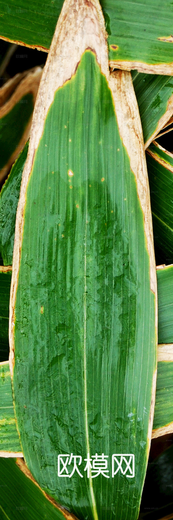 植物树叶 叶子  叶片纹理 绿叶 黄叶 红叶 绿植下载