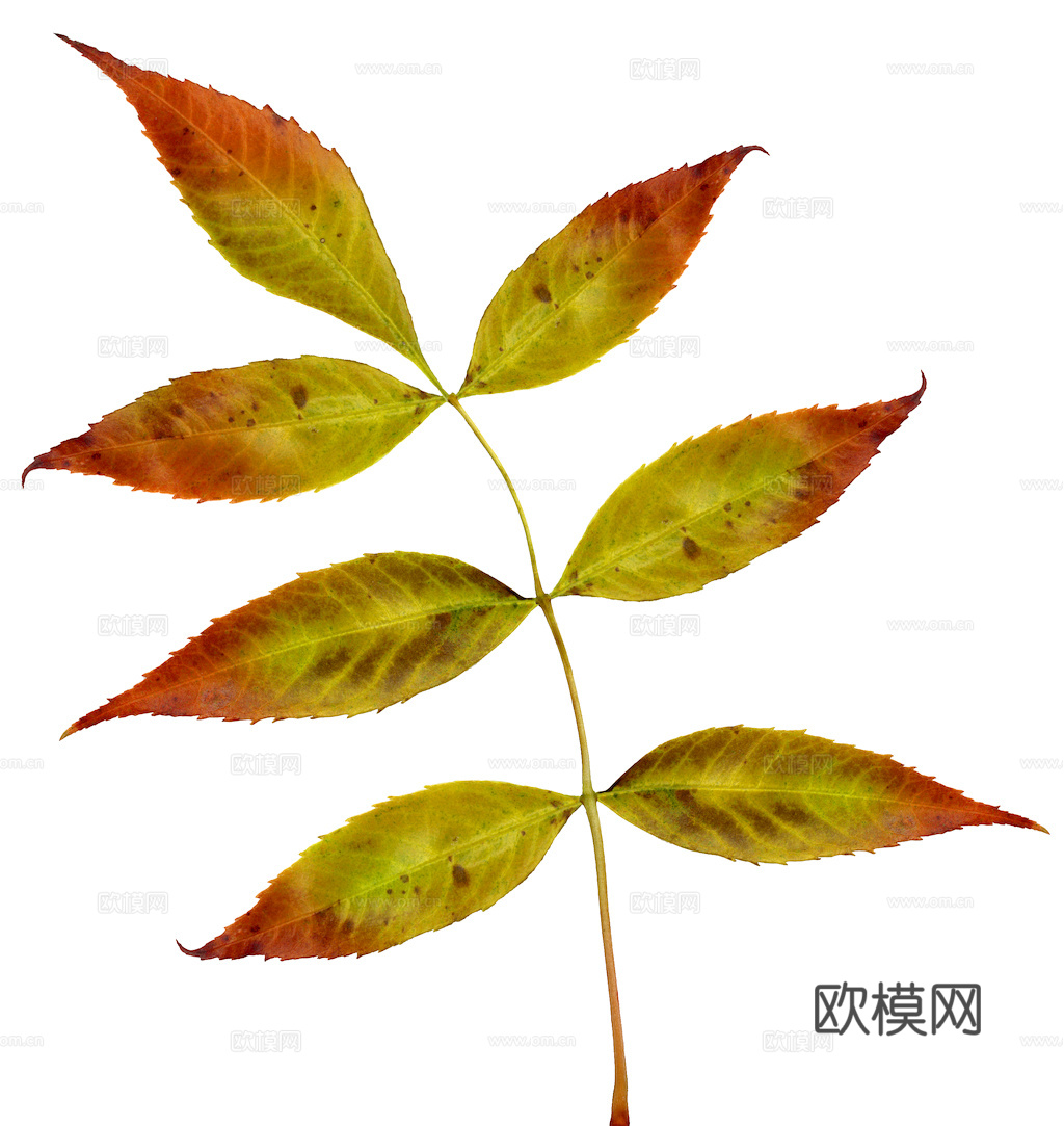 植物树叶 叶子  叶片纹理 绿叶 黄叶 红叶 绿植下载