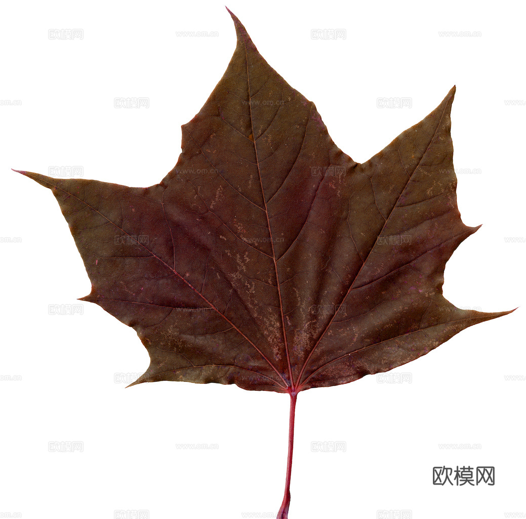 植物树叶 叶子  叶片纹理 绿叶 黄叶 红叶 绿植下载