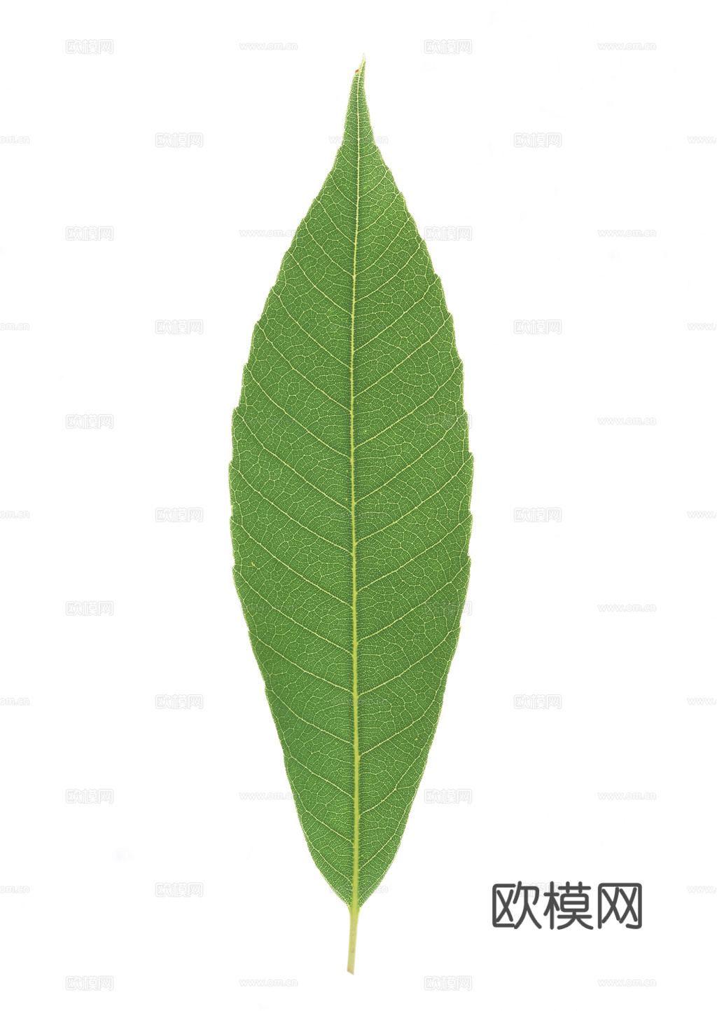 植物树叶 叶子  叶片纹理 绿叶 黄叶 红叶 绿植下载