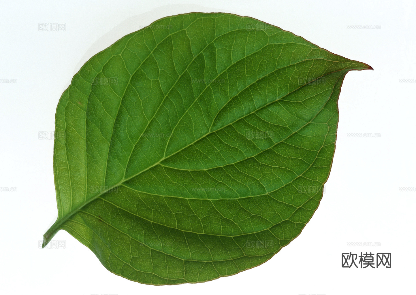 植物树叶 叶子  叶片纹理 绿叶 黄叶 红叶 绿植下载