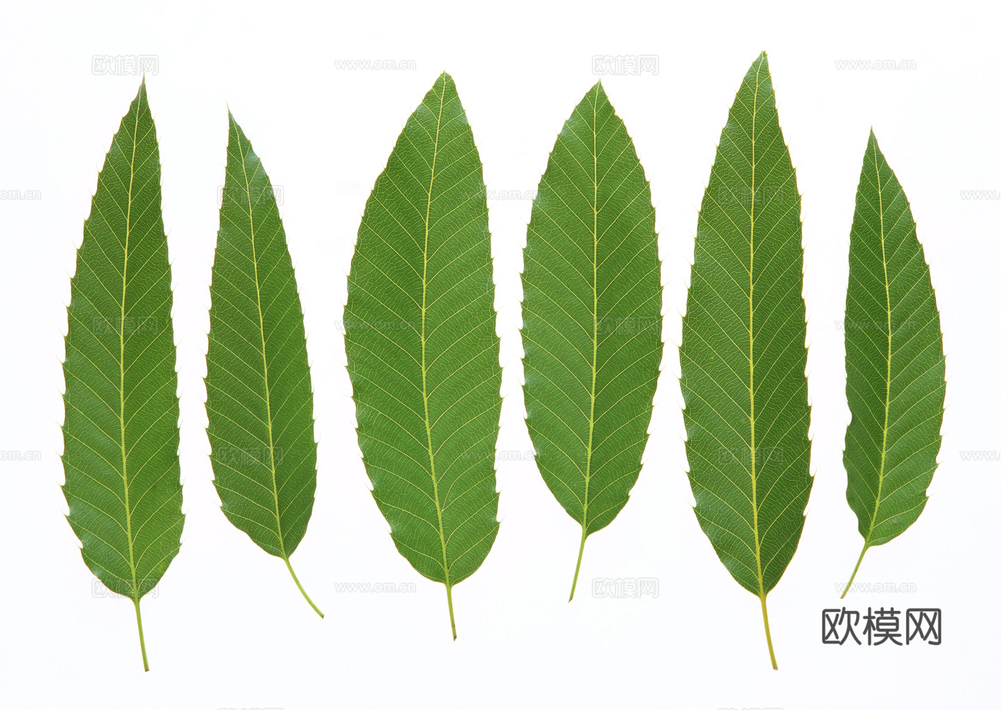 植物树叶 叶子  叶片纹理 绿叶 黄叶 红叶 绿植下载