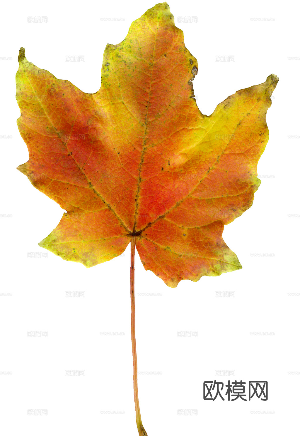 植物树叶 叶子  叶片纹理 绿叶 黄叶 红叶 绿植下载