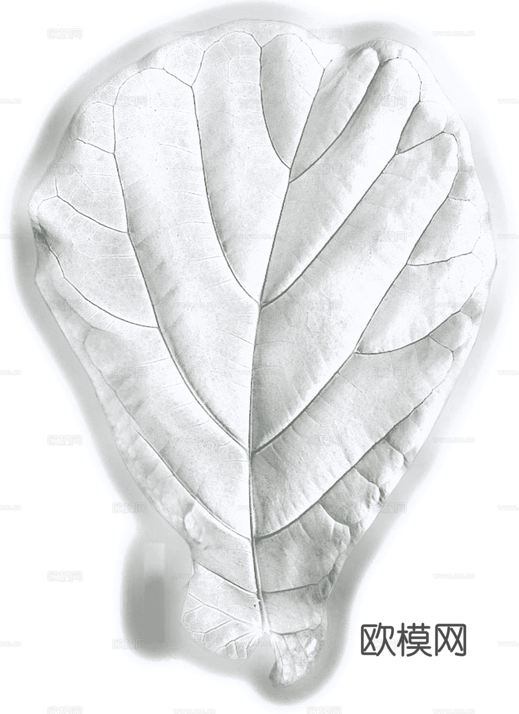 植物树叶 叶子  叶片纹理 绿叶 黄叶 红叶 绿植下载